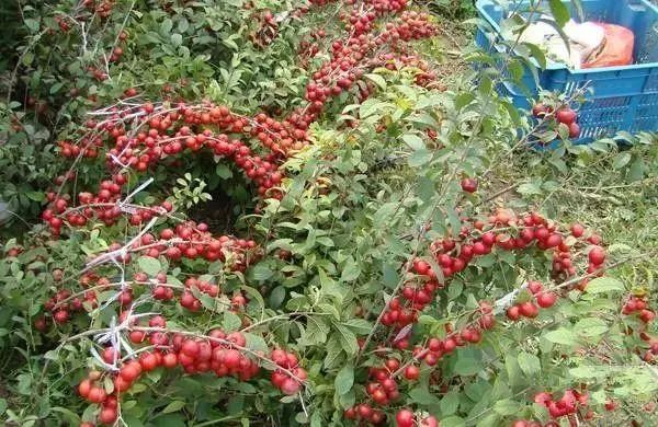 种植果树什么收益好管理方便,种什么果树一年就都有收益