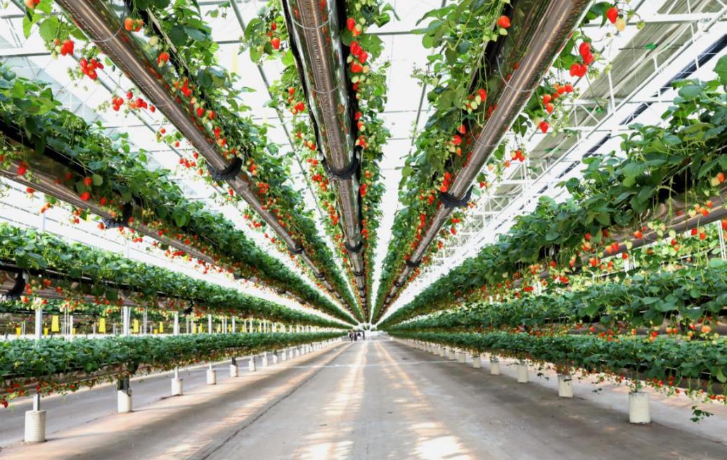 南京都市现代农业探索与发展