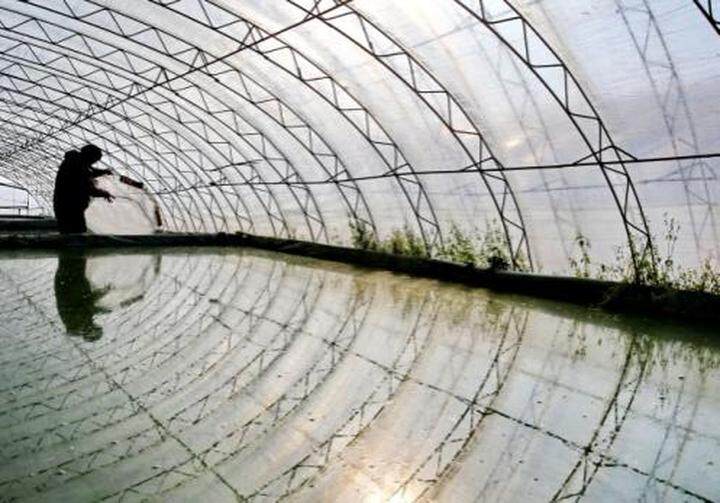 养殖观赏鱼做副业,养殖热带鱼致富