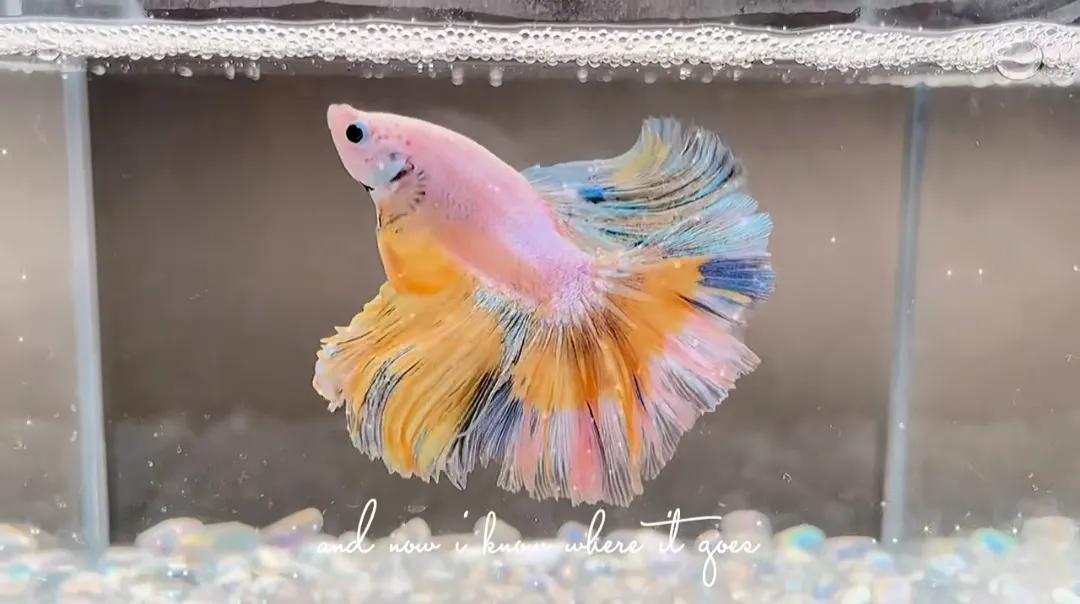 泰国斗鱼vs泰国斗鱼,泰国斗鱼和中国斗鱼为什么不一样