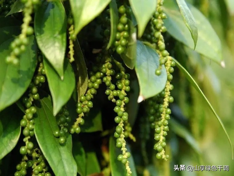 白胡椒作为香料的主要作用,香料黑胡椒的最佳绝配是什么