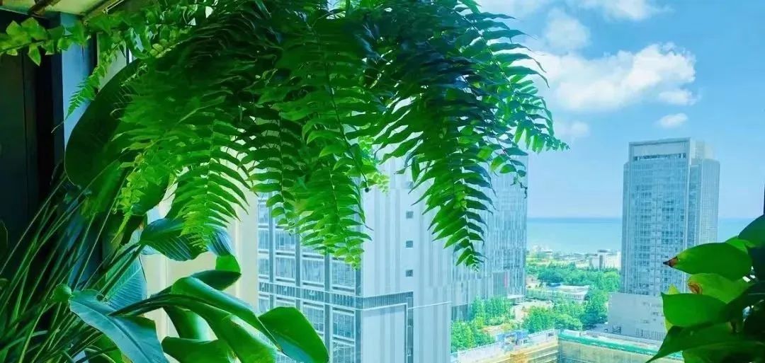 除甲醛最好的10种花,新手养什么花吸甲醛最好