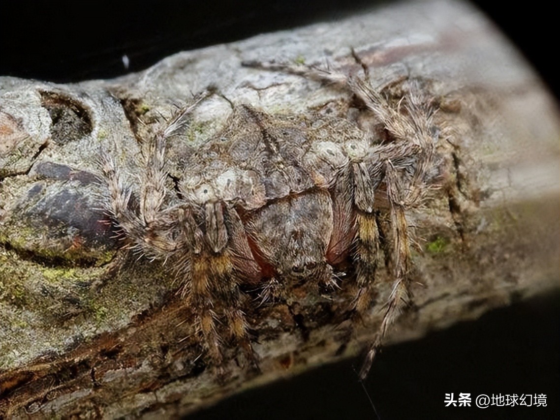 10种最罕见的神秘生物,35种罕见生物照片