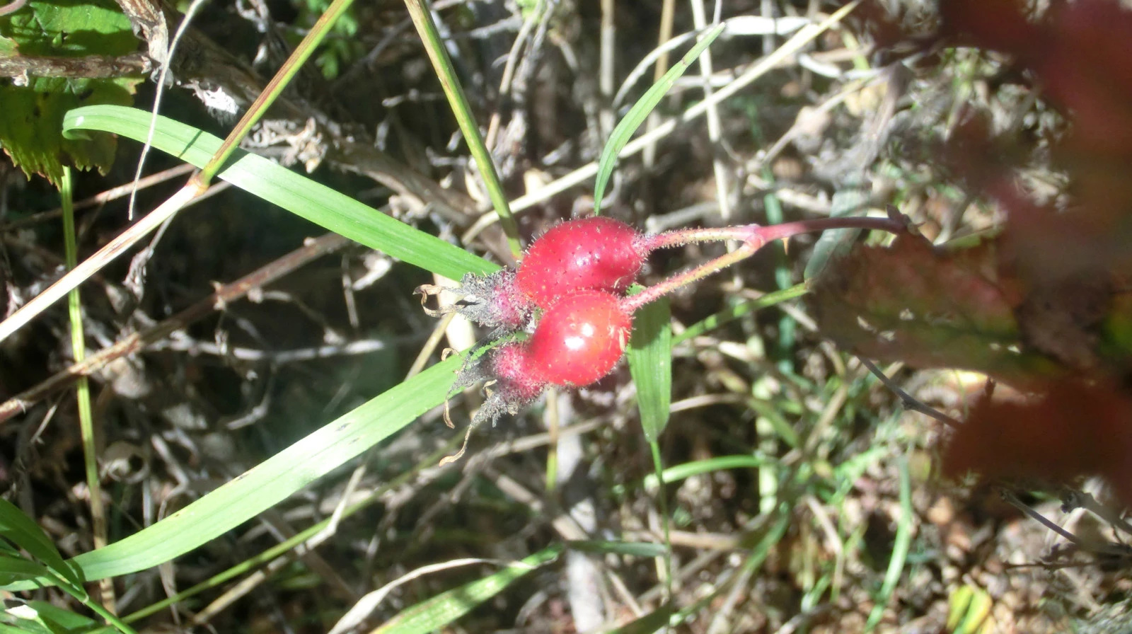 「金秋登山内晋冀」25:登恒山之快乐山行