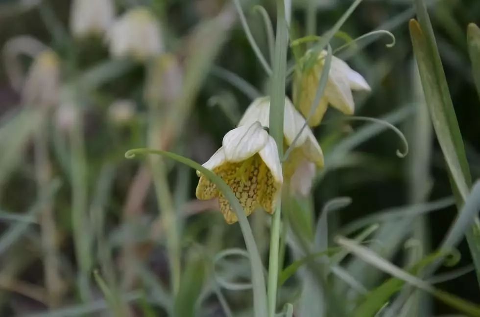 150种常见药用植物大全,150余种常见药用植物花期组图