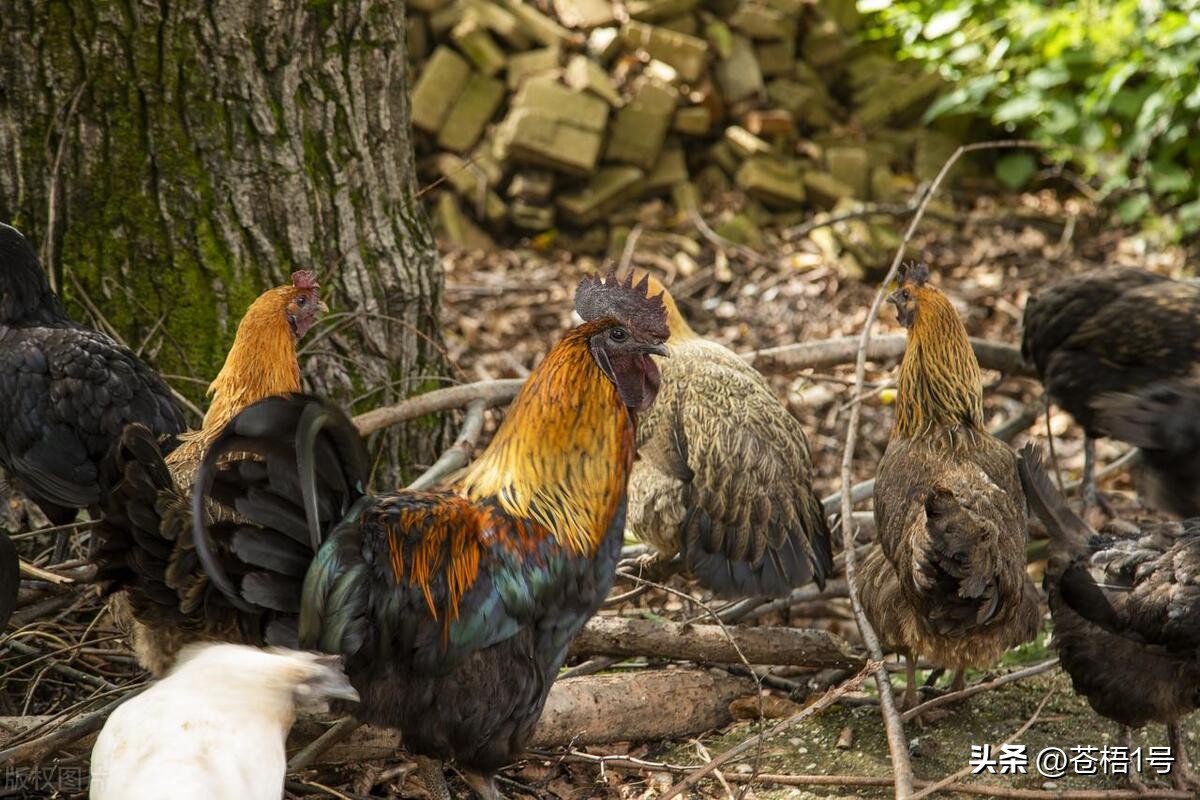 养鸡人最害怕什么,现在养鸡遇到的问题