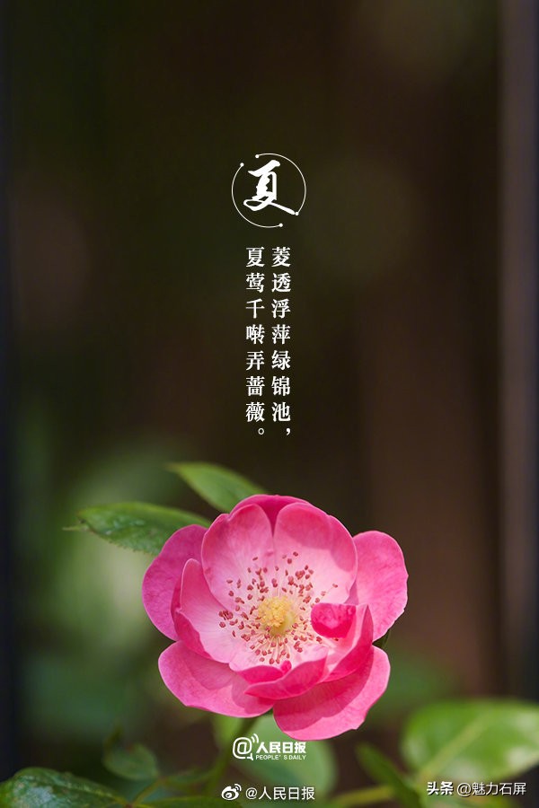 古诗词夏日美景,当夏日美景遇上古诗词怎么写