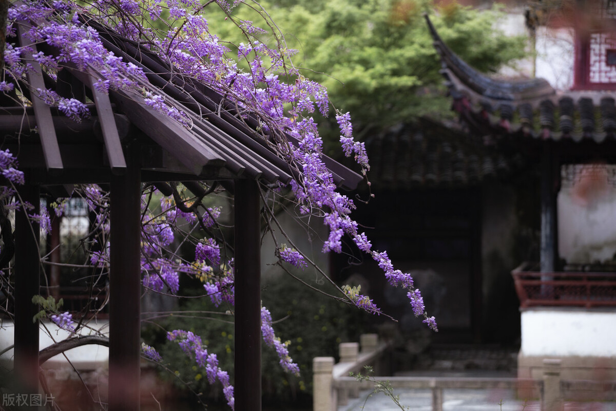 苏州园林春日风景,春天的苏州园林美醉啦