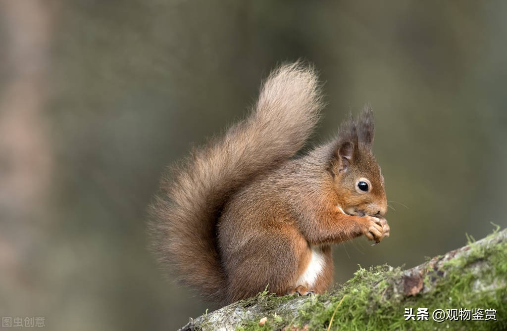 松鼠搭窝从哪里看出松鼠聪明,把松鼠搭窝的过程介绍得有条有理