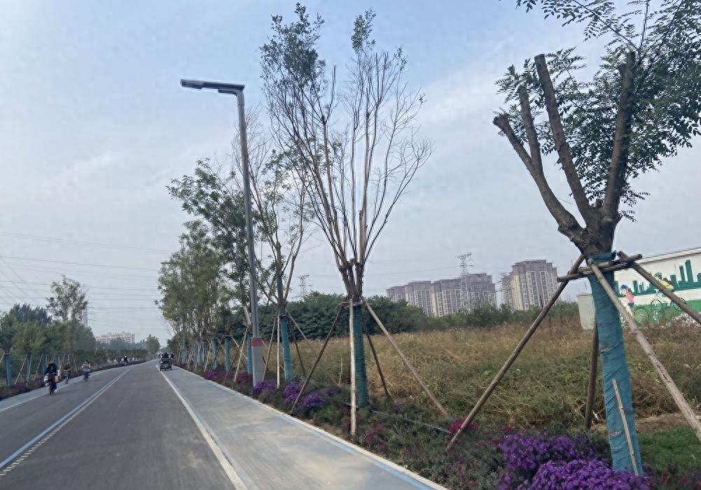 保证树木成活率,西堤路树木带包装种植效果显著