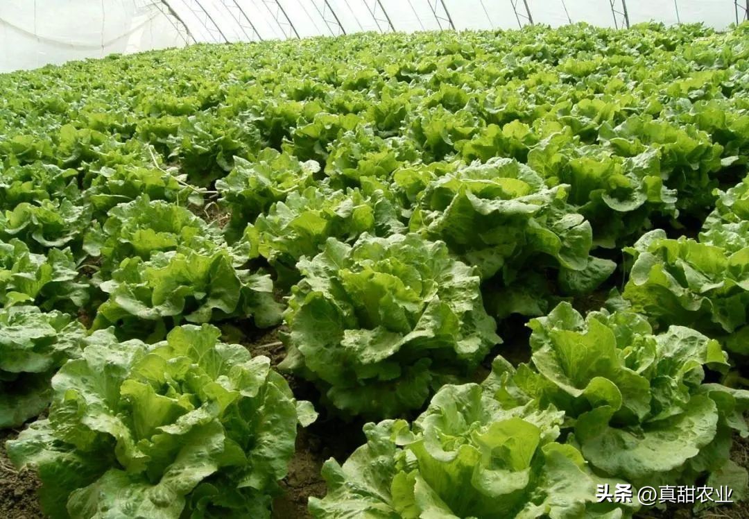 菜价有了普遍趋缓的迹象，多个品种仍处于低位