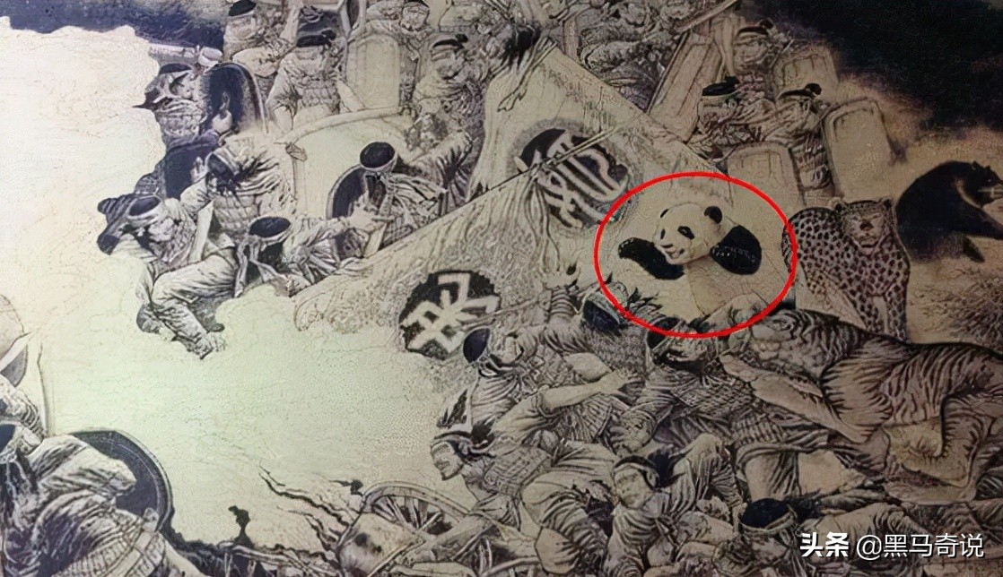 大熊猫和狮子老虎谁厉害,为什么狮子老虎不敢攻击大熊猫