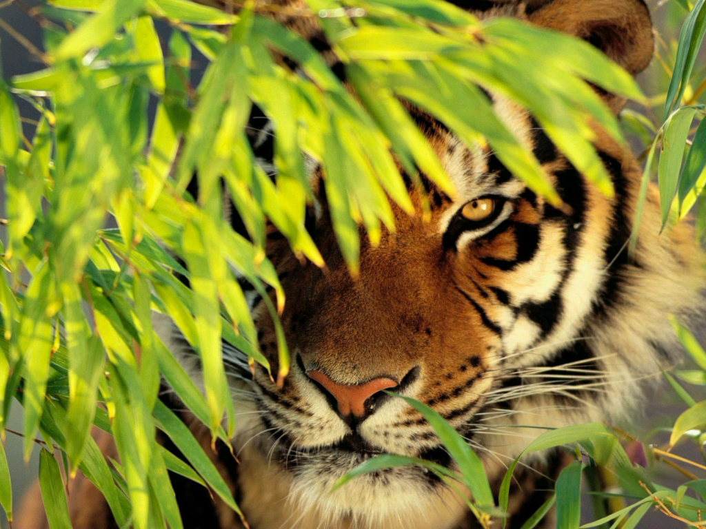 黑龙江黄牛被咬死,黑龙江黄牛被黑熊袭击事件