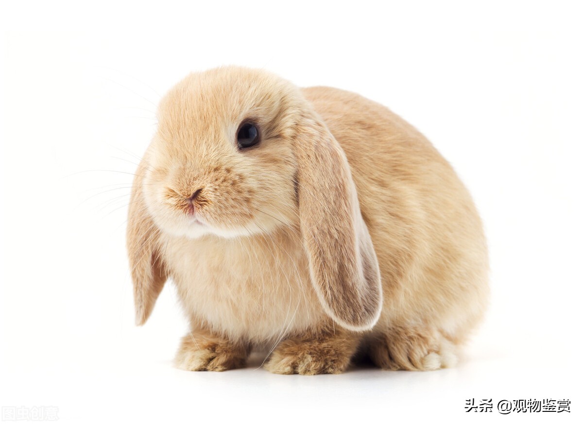 兔子你掉毛吗什么意思,兔子你掉毛吗