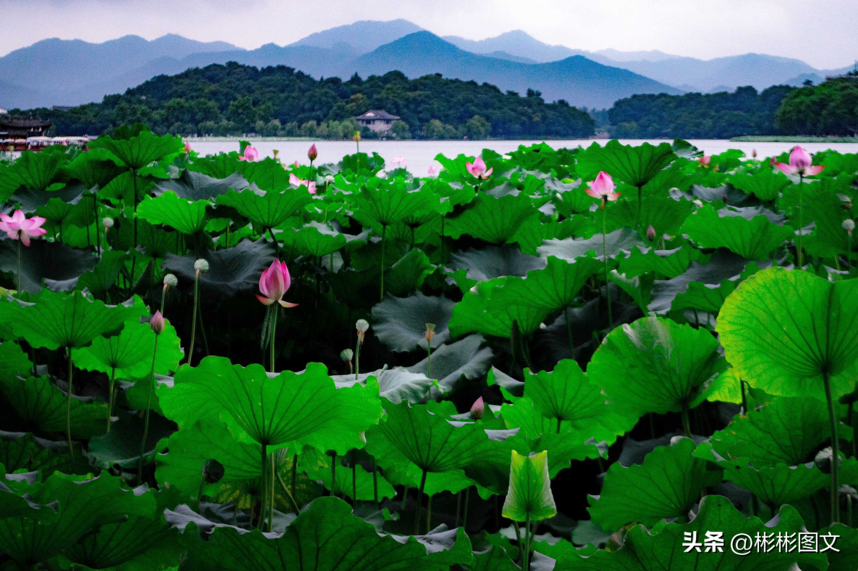 六月，我想给你取一个温柔的名字