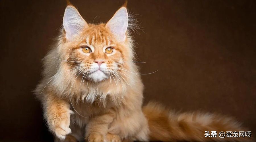 猫咪品种大全及图片,猫咪品种大全视频