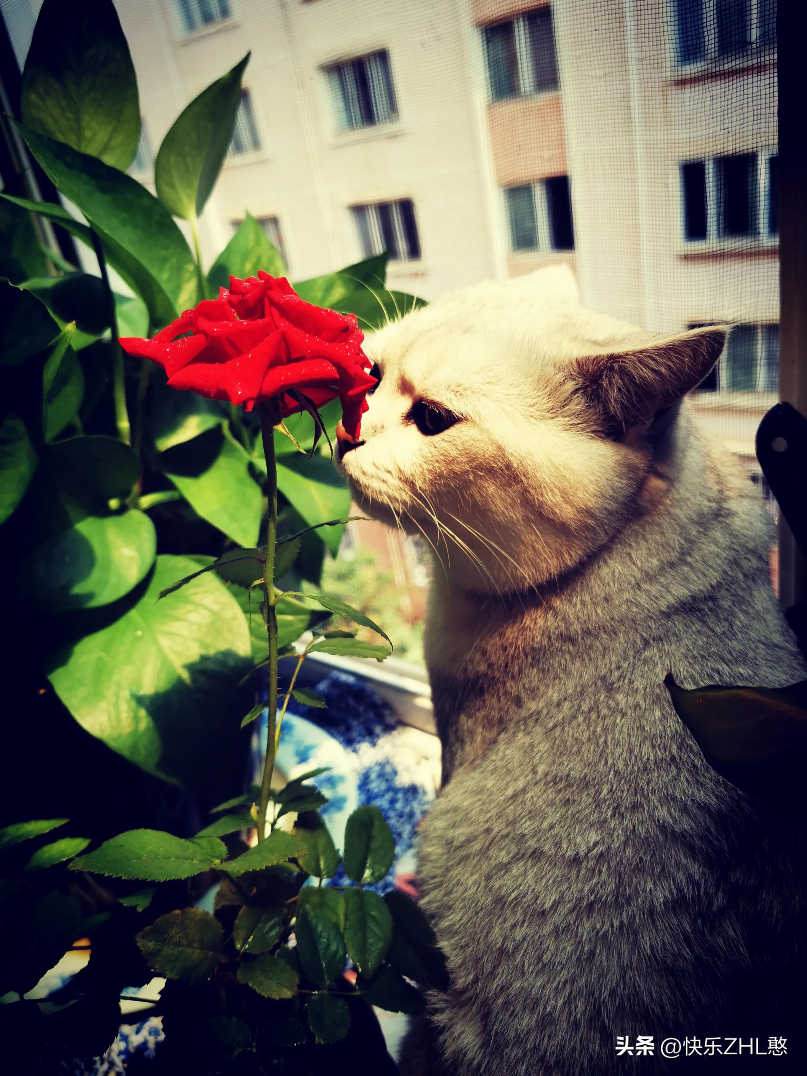 道枝骏佑憨言憨语,文字达人憨言憨语