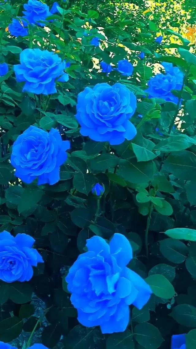 蓝色妖姬代表什么,蓝色妖姬于荣光版