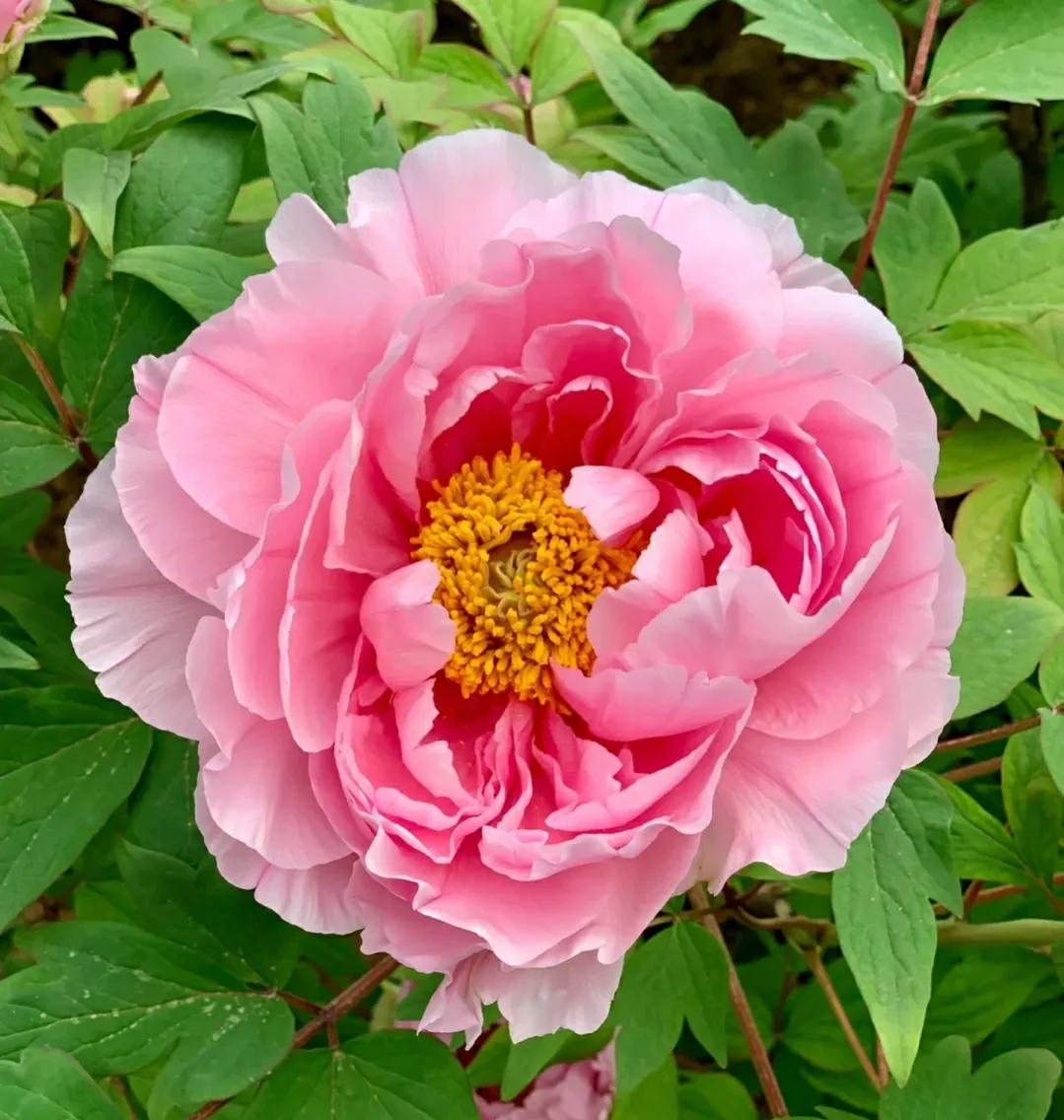 母亲节买什么花好,母亲节礼物简单又漂亮花