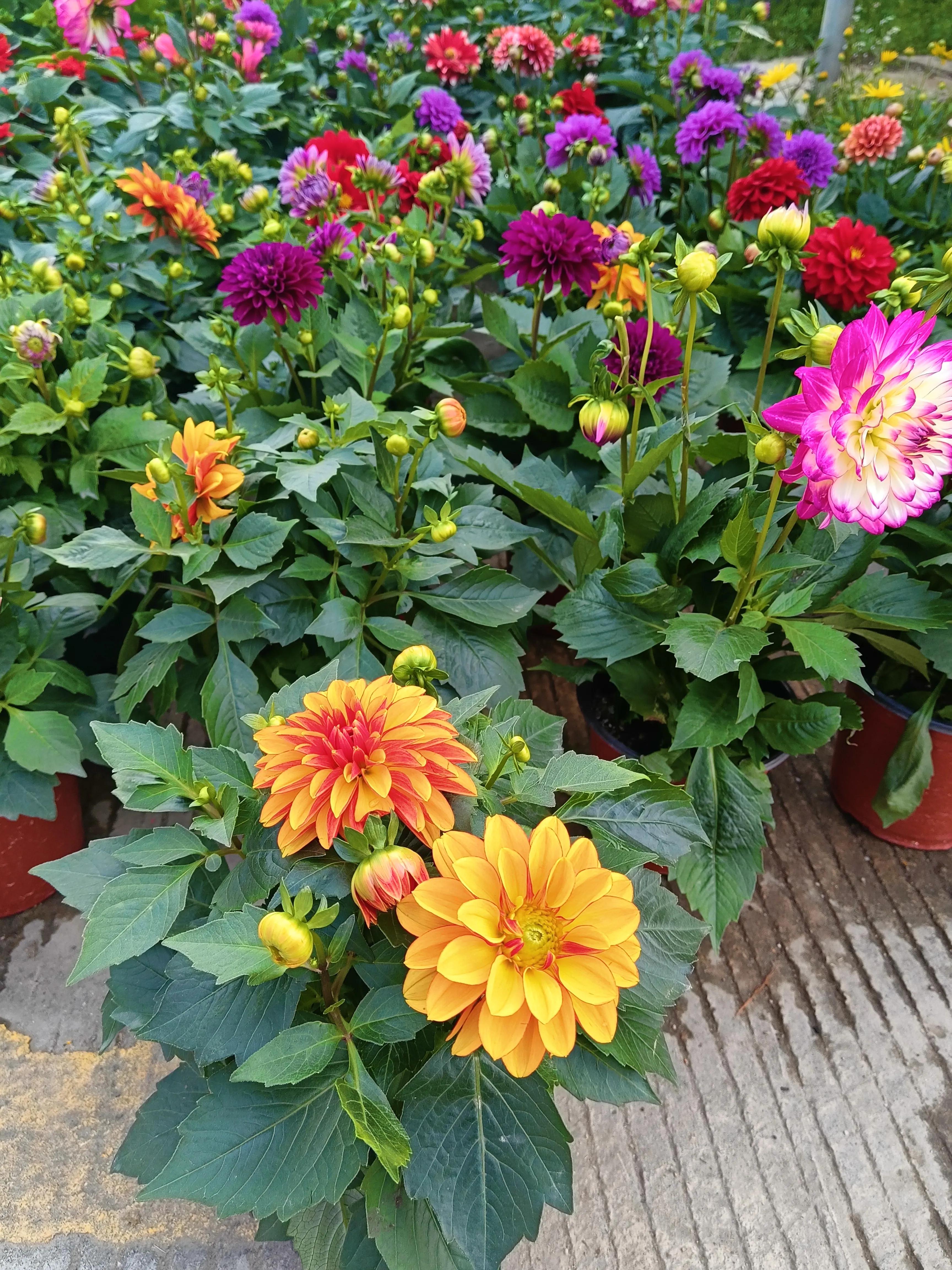 养花得了蚜虫蚧壳虫小黑飞,水里“加点它”,统统“灭干净”