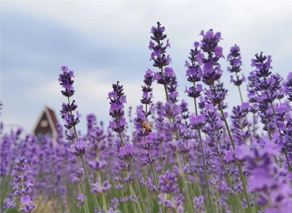 古人穿紫色衣服的象征意义,紫色的象征意义是什么