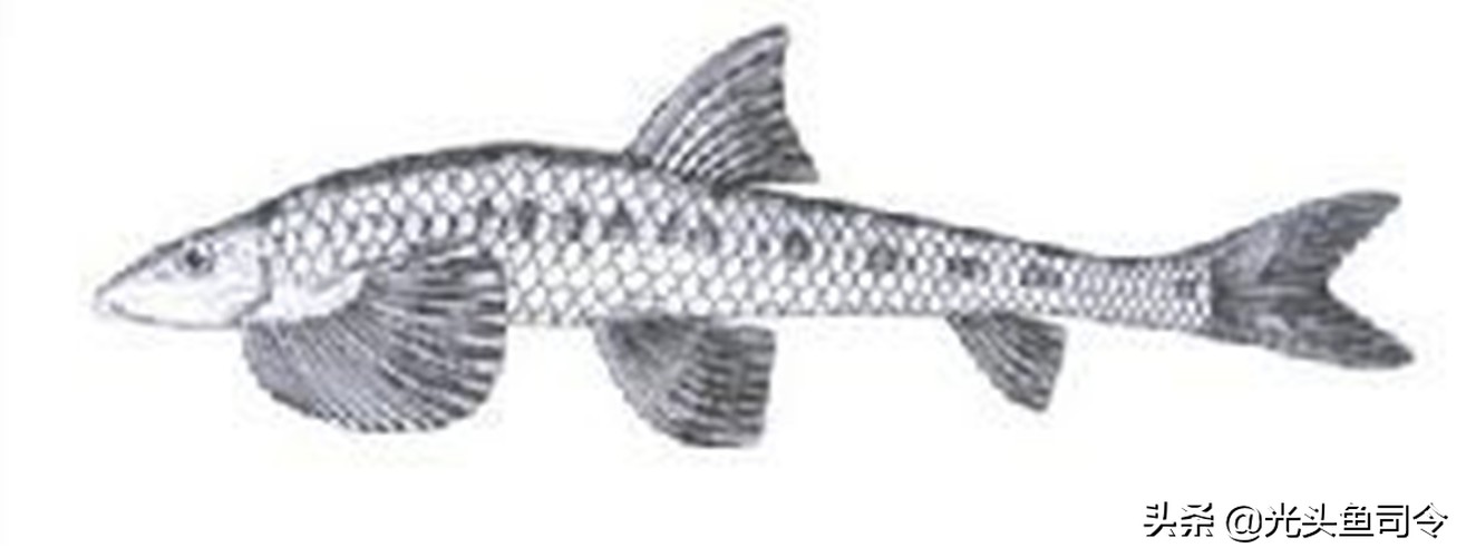 钓鱼钓到保护鱼种放了违法吗,钓鱼犯法的鱼类有哪些种类