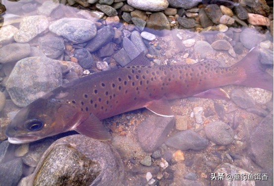 喀纳斯湖巨型哲罗鲑为什么捕不到,大型哲罗鲑冷水性鱼类图片