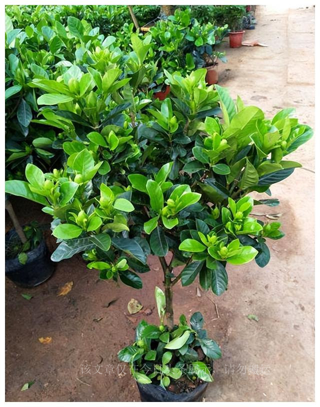 养好栀子花？5个窍门很简单，叶子绿出油，花开满枝香