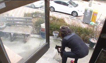 一只小流浪猫一直在小区门口,门口突然来了一只猫不停的叫