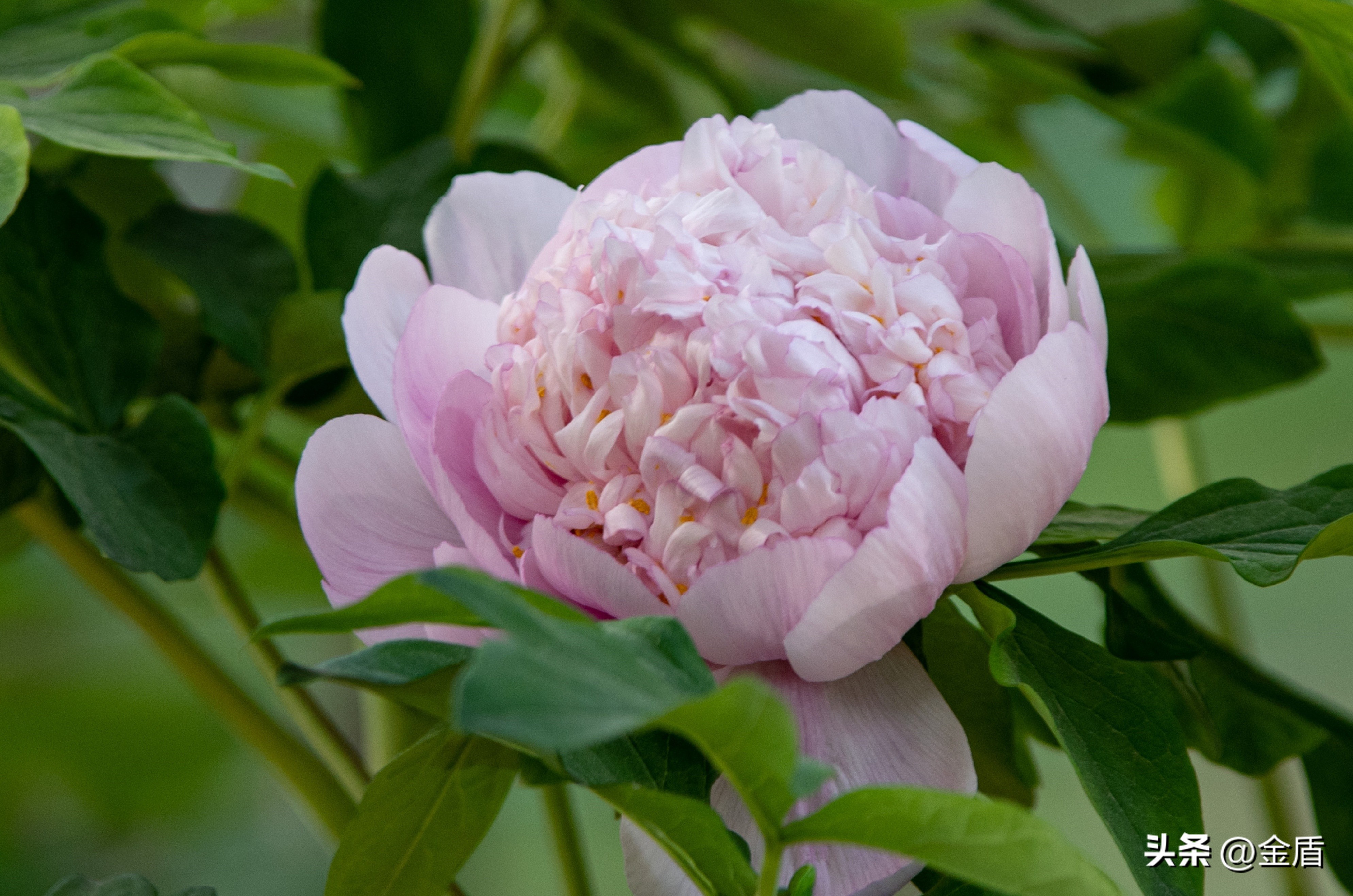 牡丹放在人面前人们会说雍容华贵,雍容华贵的国之牡丹惊艳了世界