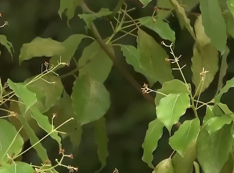 浙江小伙在家种树一斤树叶卖2万,浙江大叔种树赚大钱