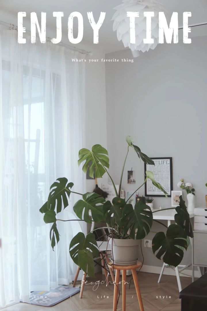 手残党也能养活的10种绿植,十种大家都在养易存活绿植