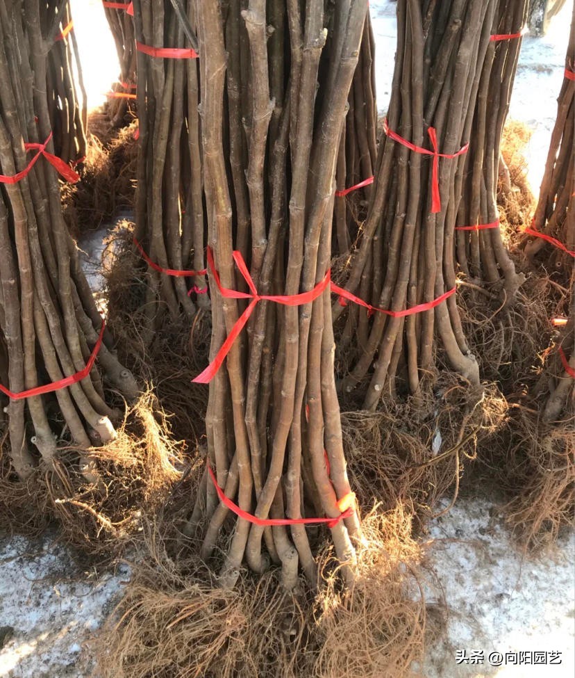 网上买果树苗哪里的假苗最多,网上买的果树苗是真是假