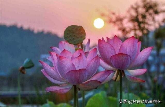 荷花美出淤泥而不染,这才是真正的荷花出淤泥而不染