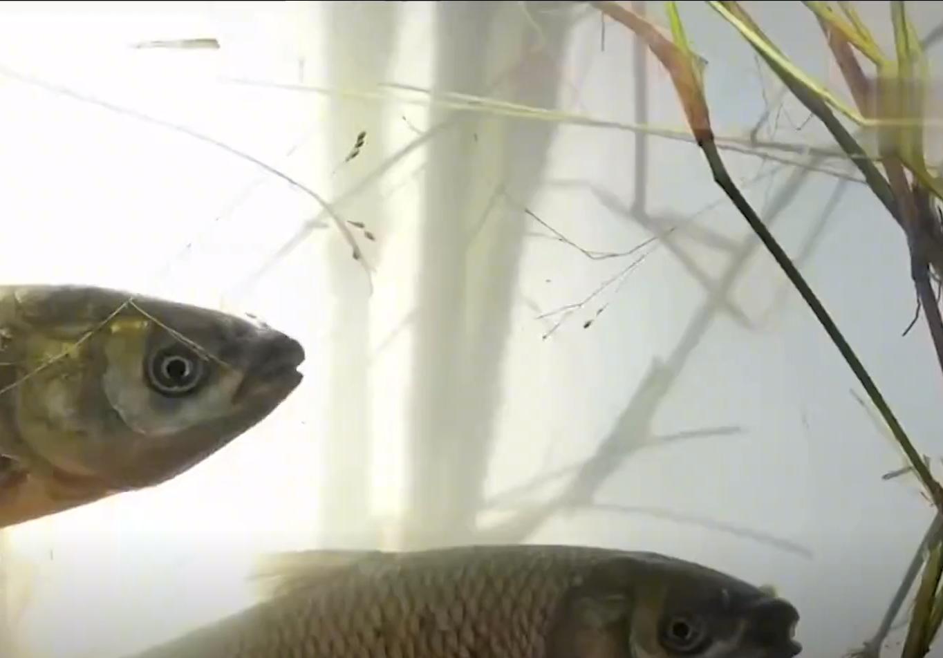 大闸蟹有什么商机,养殖大闸蟹一年可以赚多少钱