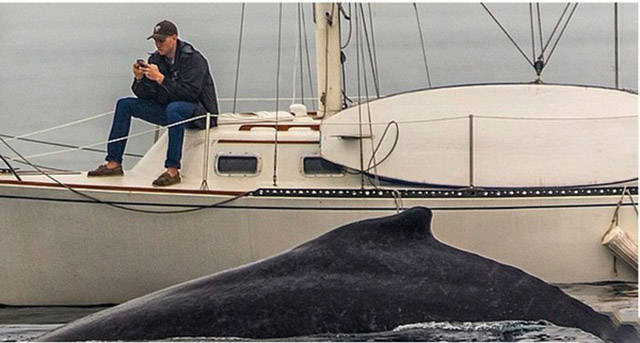 第一个用无人机拍到的鲸鱼,鲸鱼萤火虫