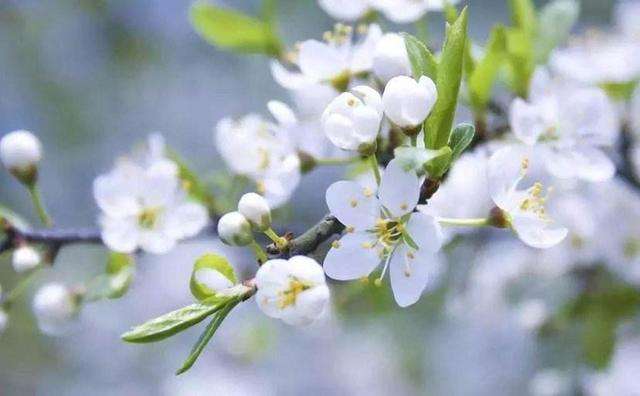 唯美春天的古诗词大全,描述春天的万种风情古诗十首