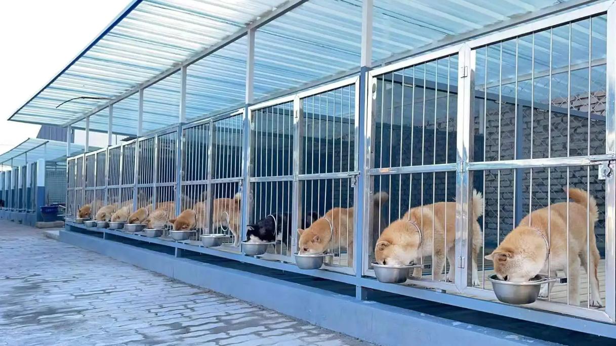 犬舍需要办什么手续,犬舍需要营业执照吗