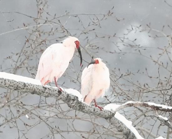 东方宝石朱鹮灭绝了吗,东方宝石朱鹮吃什么