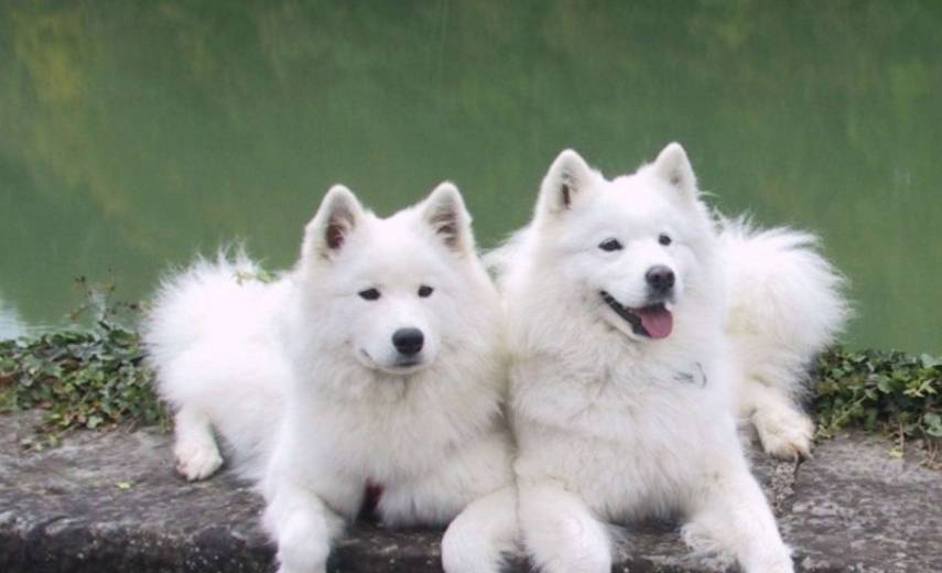 萨摩耶毛发怎么打理,萨摩耶的毛怎么浓密