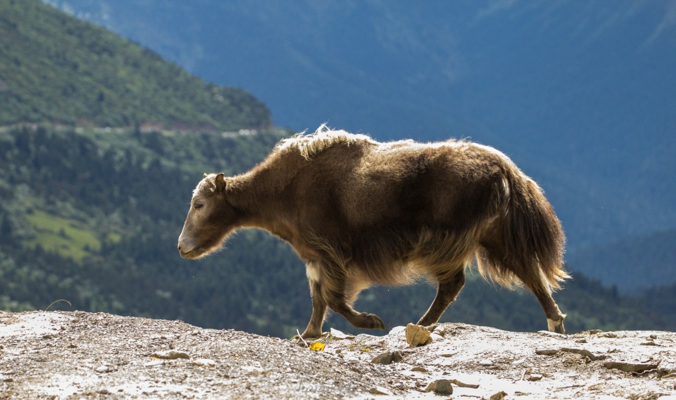 318来回攻略十三天,天路之旅西藏完整版