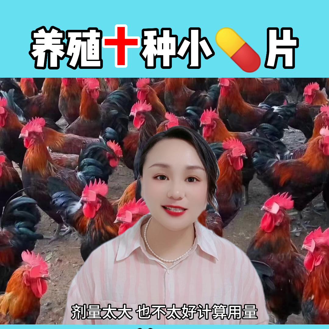 兽医不为人知的一面,家禽养殖小指南