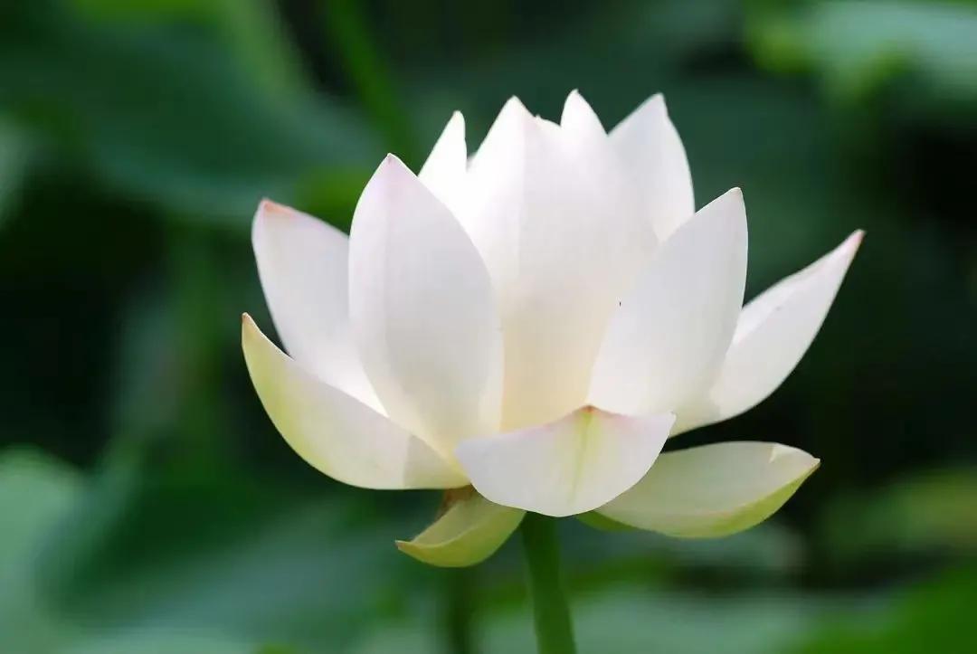 散文缘来缘去皆是缘分,缘来缘去缘如水的美文