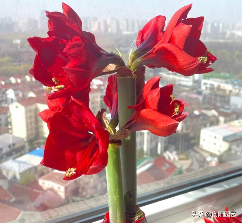 封蜡朱顶红没开花可以拨开吗,封蜡朱顶红把蜡取掉能栽吗