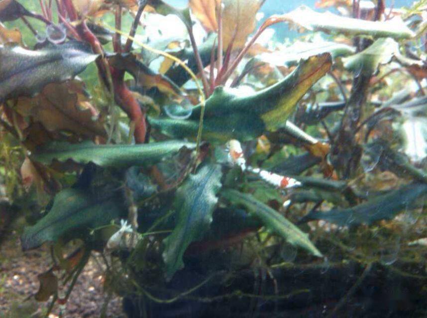 水下叶迷你辣椒榕,蓝精灵辣椒榕在水下开花吗