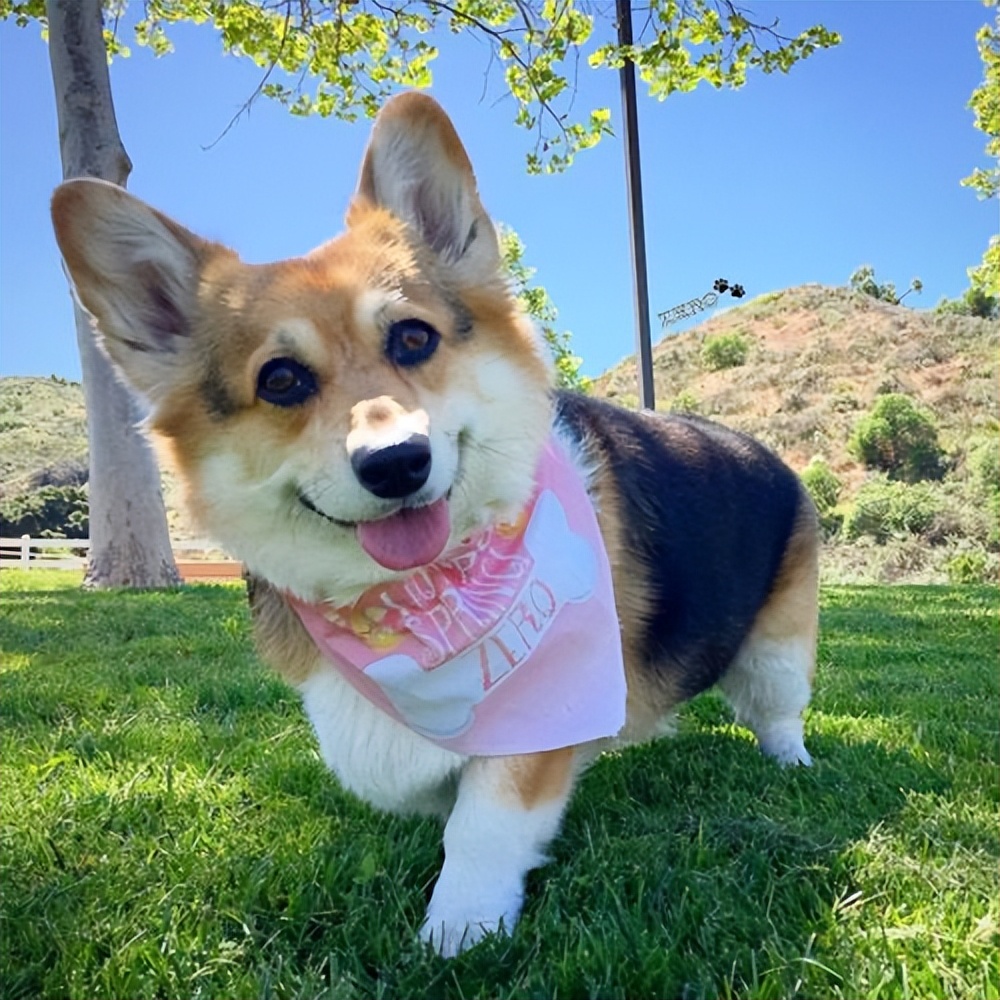 柯基犬为什么不建议养,为什么少人养狗