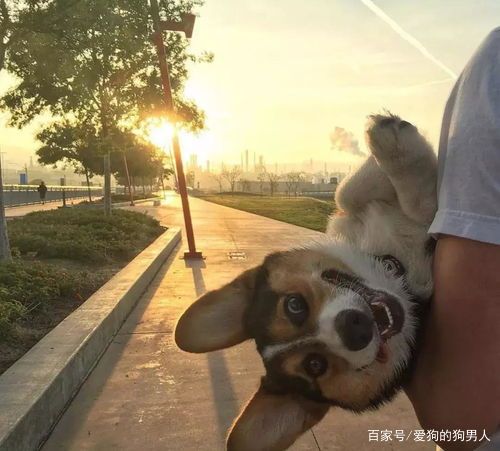 狗狗半夜叫扰民怎么制止,狗狗半夜不停挠地怎么回事