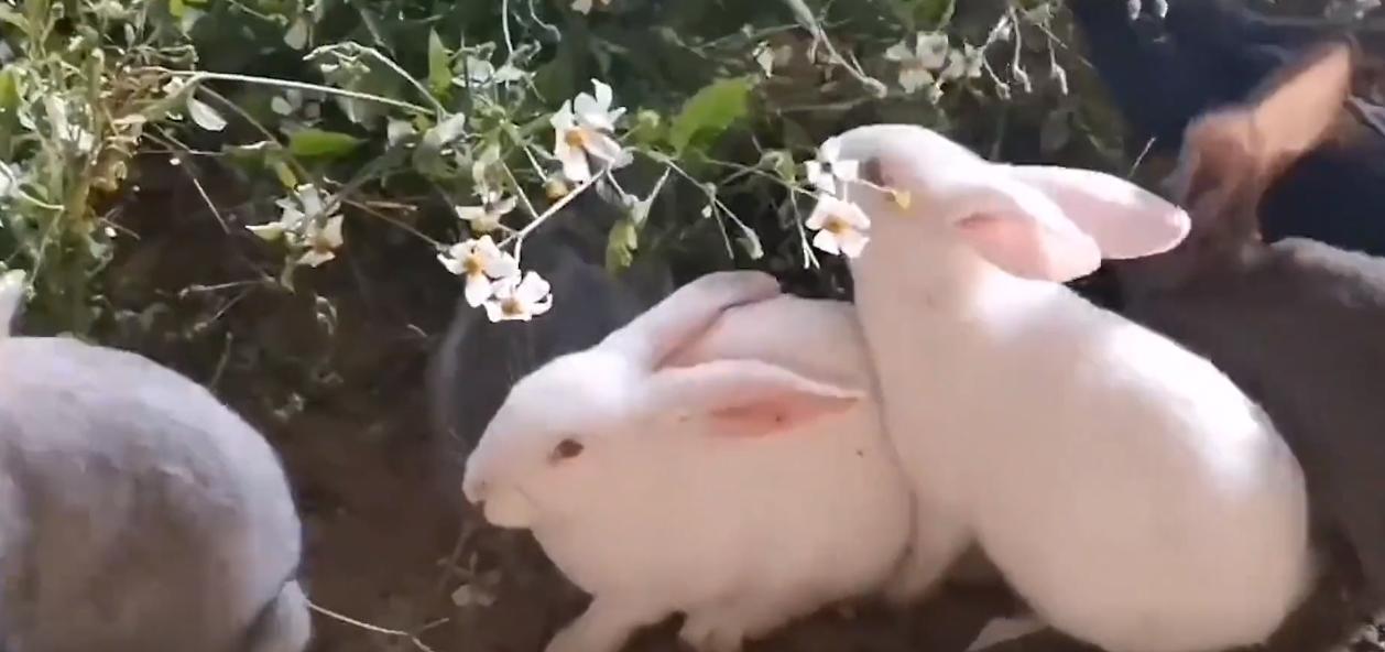 20年广东老太捡到一只“野猫”,越养越不对劲,专家看后立即报案