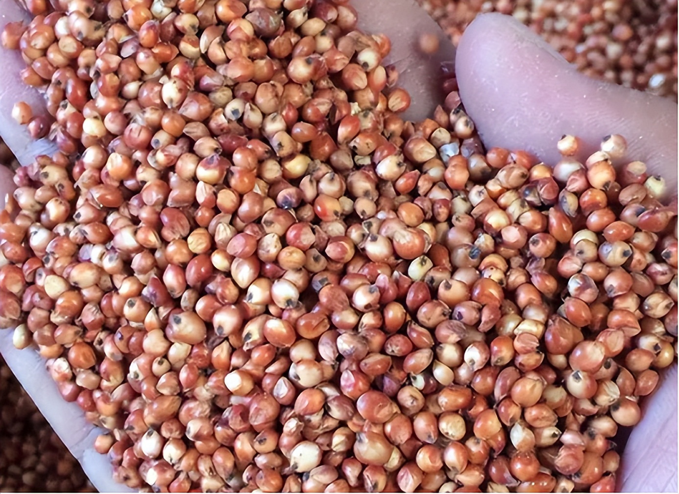 最新白酒骗局套路大全,集市新骗局是真的吗