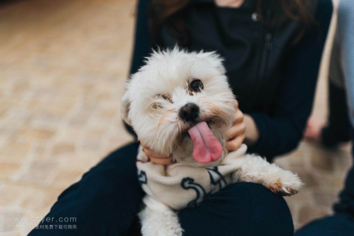 狗狗身体发抖不让碰是怎么了,狗子浑身都在颤抖是不是生病了